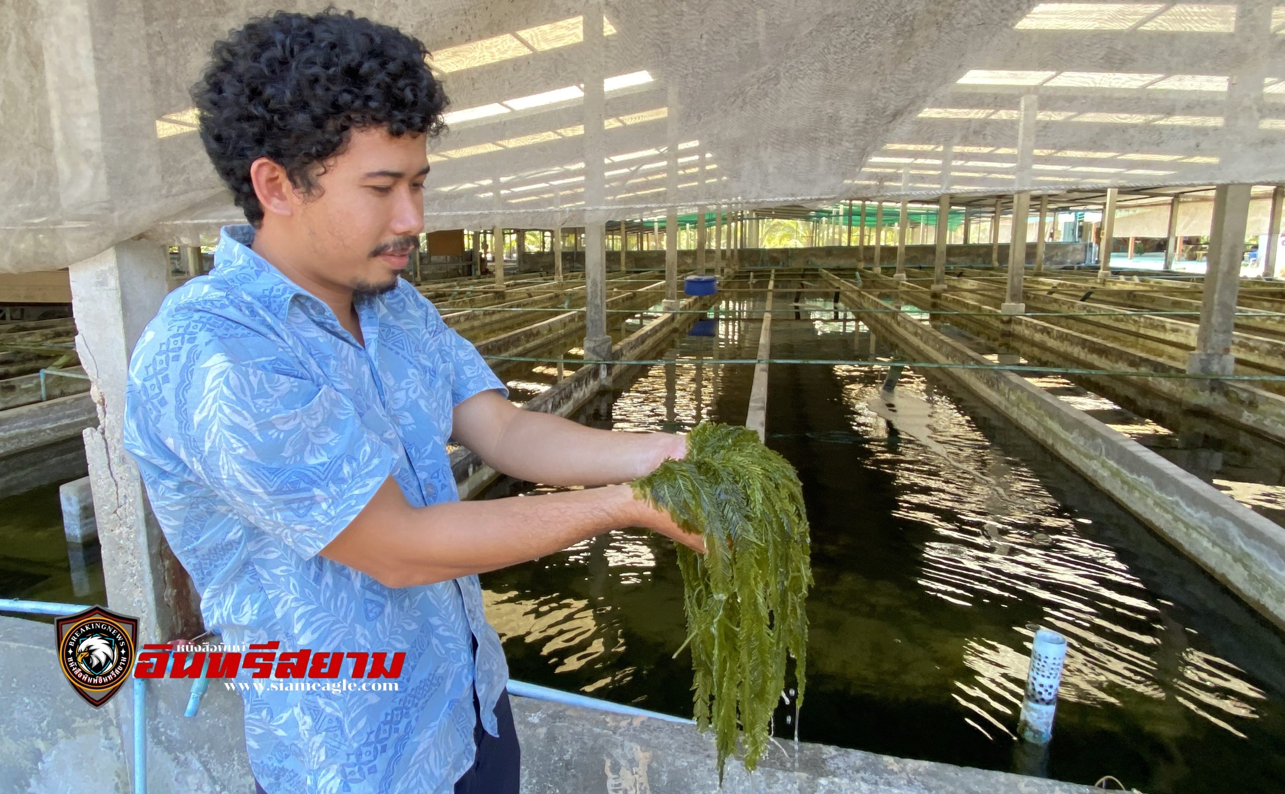 สตูล-เลี้ยงสาหร่ายขนนกรายได้สุดปังวันละหมื่นเตรียมขยายผลสู่ผลิตภัณฑ์