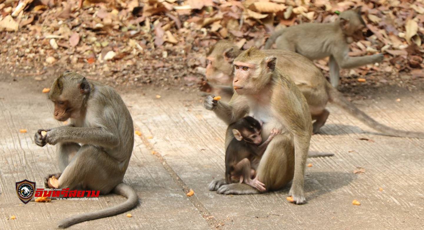 อำนาจเจริญ-พ่อเมืองเดินหน้าเร่งทำหมันลิงเพื่อควบคุมประชากรลิง