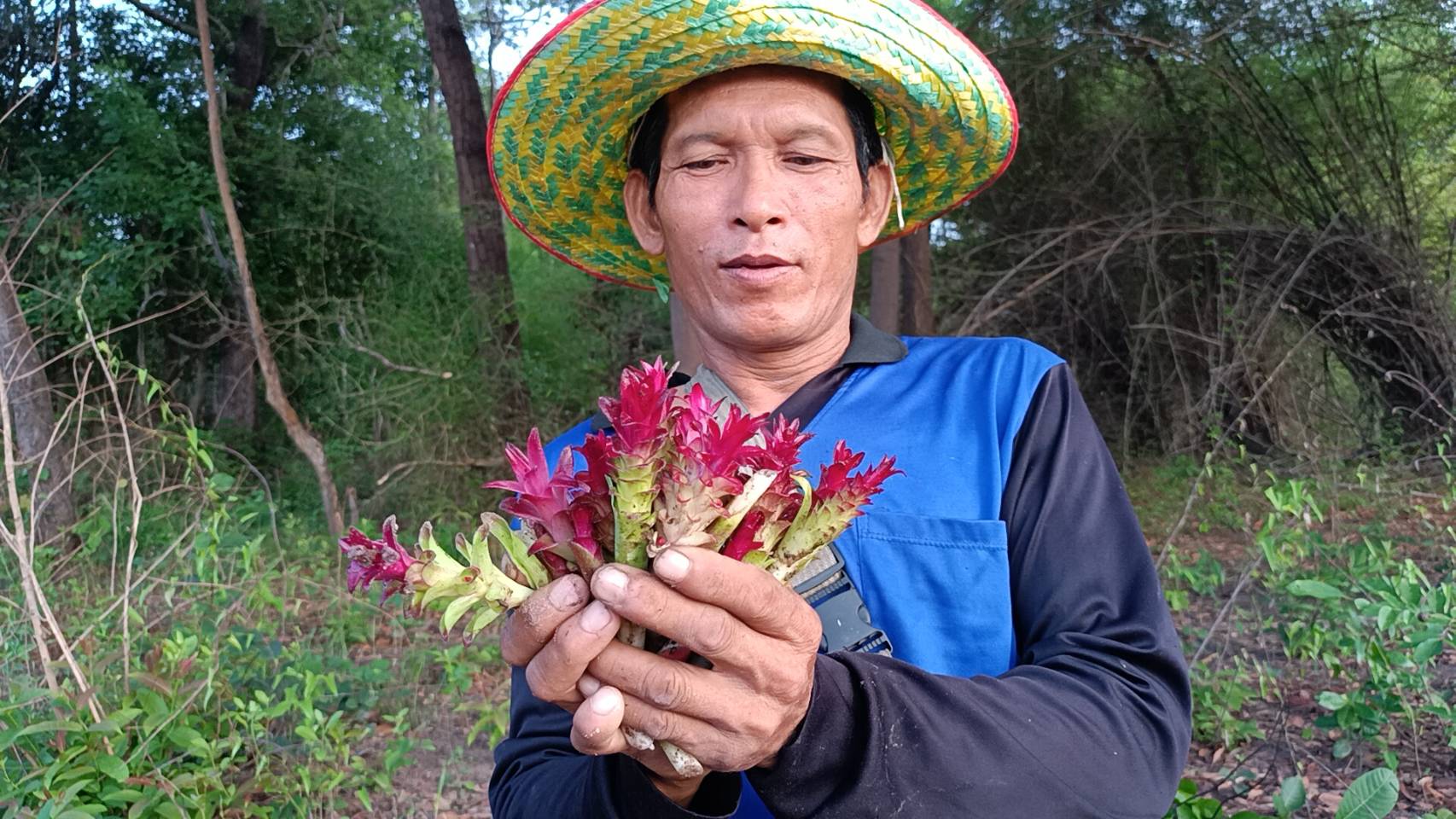 ปราจีนบุรี-หนุ่มรับเหมาก่อสร้างเก็บ”ดอกกระเจียว”ในป่าชุมชนทำอาหารลดรายจ่ายครัวเรือน