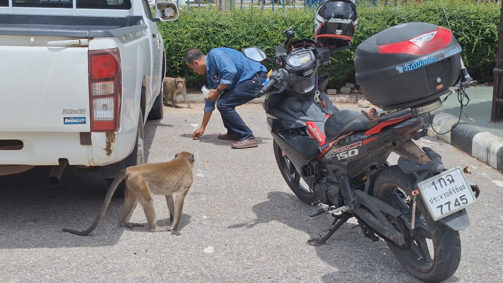 ประจวบคีรีขันธ์-ข้าราชการเซ็ง..!ลิงเขาช่องกระจกตามแย่งสิ่งของ..รื้อรถหลวงพังเสียหาย อยากให้แก้ไขเหมือนลิงลพบุรี..!!