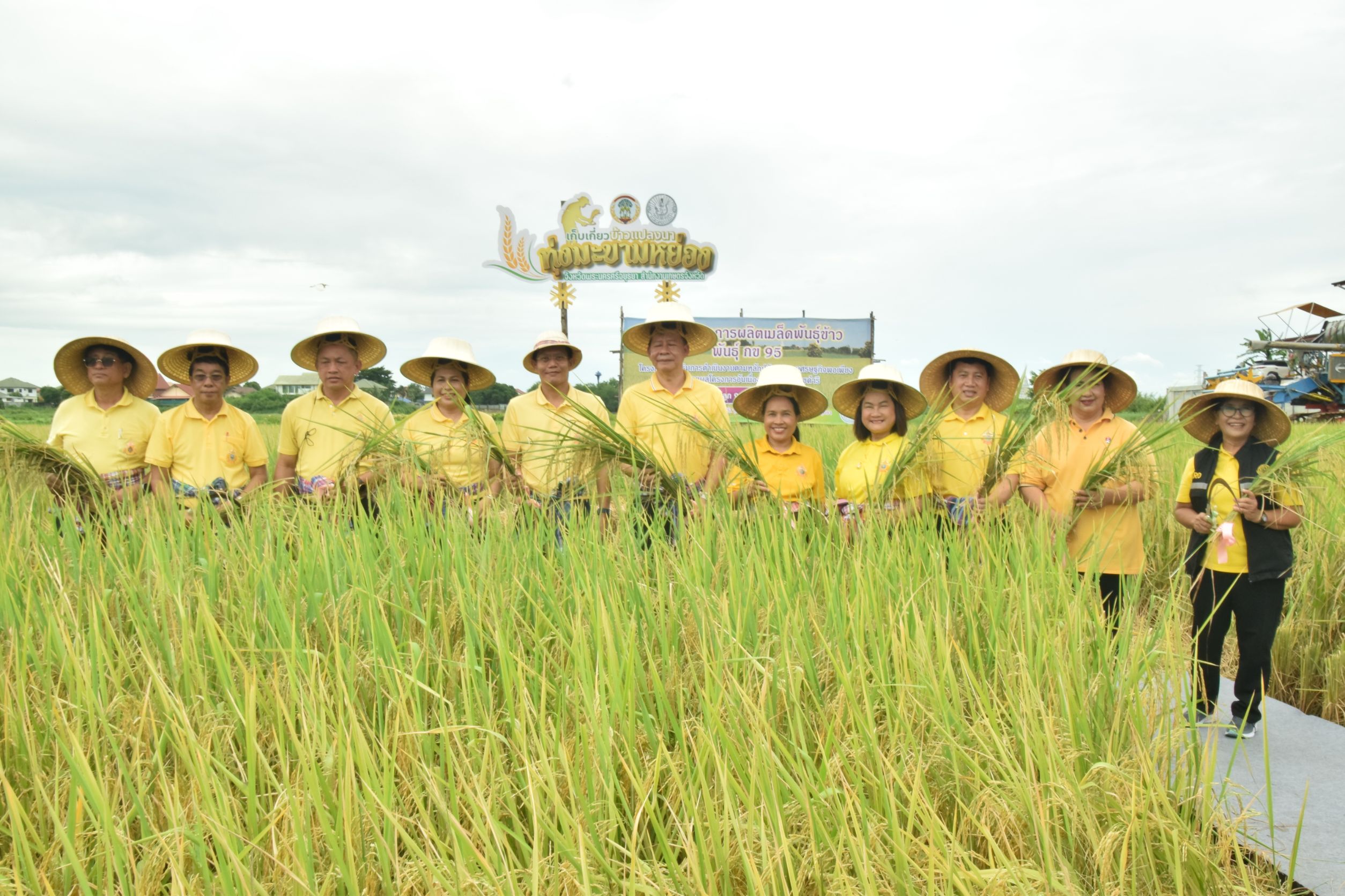 อยุธยา-เก็บเกี่ยวข้าวแปลงนาส่วนพระองค์ทุ่งมะขามหย่อง