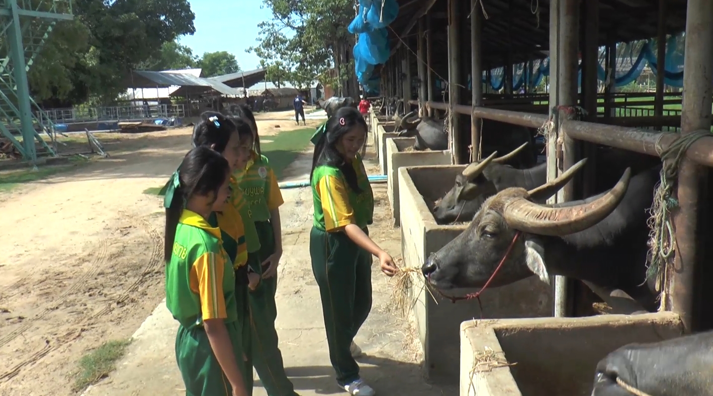 สุพรรณบุรี-ย้อนอดีตวิถีชาวนาไทยชมการแสดงควายแสนรู้ “บ้านควาย”