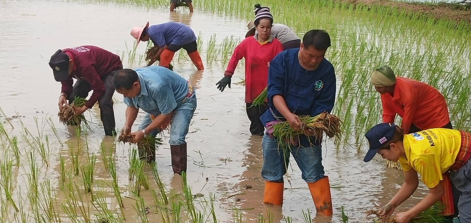 ร้อยเอ็ด-ส.ส.ร้อยเอ็ด เขต 2 นำเกษตรกรสืบสานประเพณี ลงแขกดำนา ปลูกต้นไม้ ปล่อยปลา รักษาสิ่งแวดล้อม