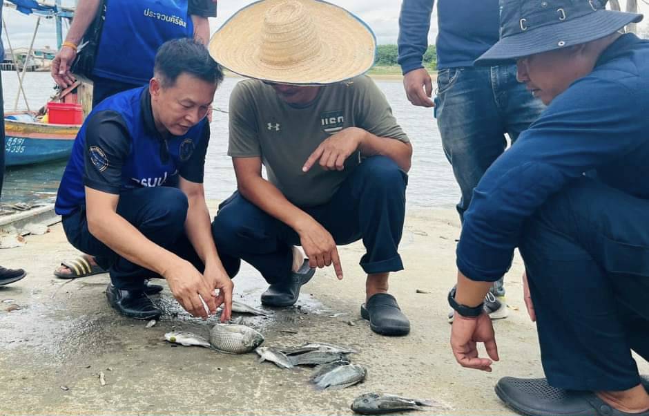 ประจวบคีรีขันธ์-ชาวสวนยางข้องใจรัฐบาลใช้งบซื้อปลาหมอคางดำเป็นธรรมกับชาวสวนยางหรือไม่..!!