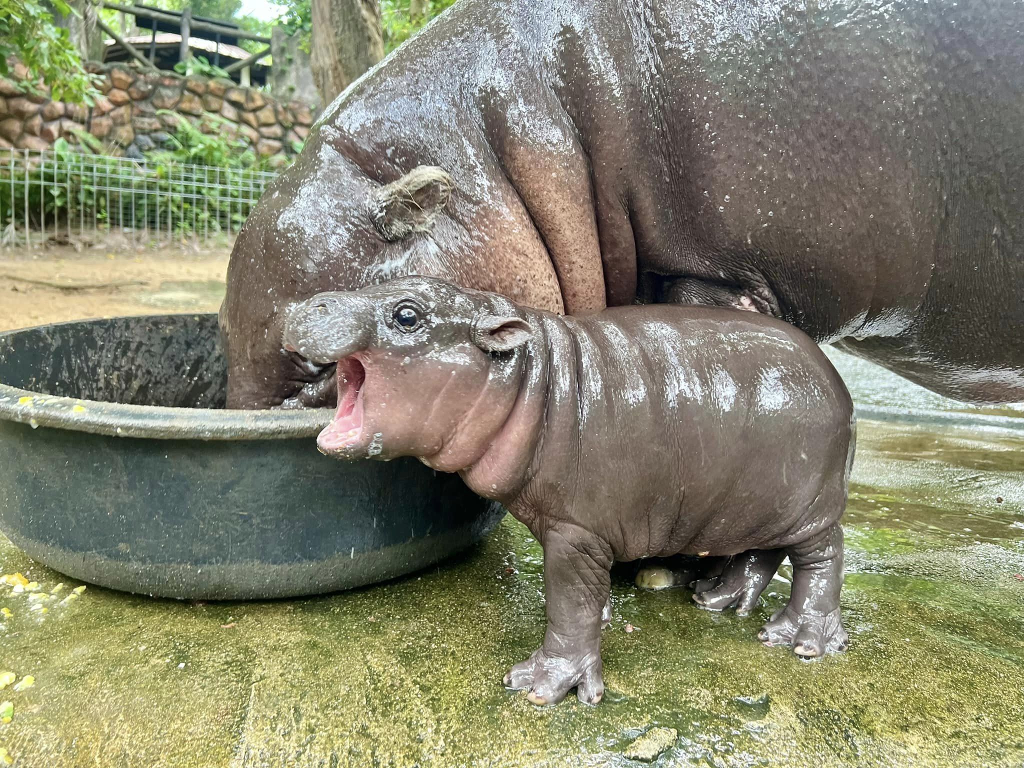 ชลบุรี-สวนสัตว์เปิดเขาเขียว ชวนโหวตตั้งชื่อลูกฮิปโปโปเตมัสแคระ ”หมูเด้ง หมูแดง หรือ หมูสับ”