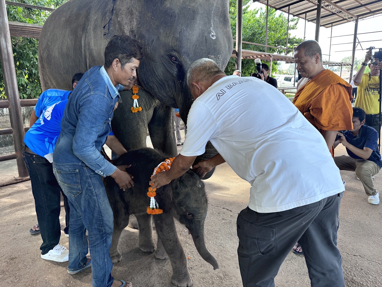 ชลบุรี-เมืองช้างลูกดก รับขวัญลูกช้างเชือกที่ 6 ของปี สวนนงนุชพัทยา มีช้างมากถึง 79 เชือก