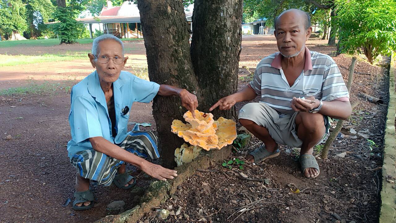 ปราจีนบุรี-ส่องเลขเด็ดเห็ดสีทองตรงกับหวยชุด 12 ล้าน