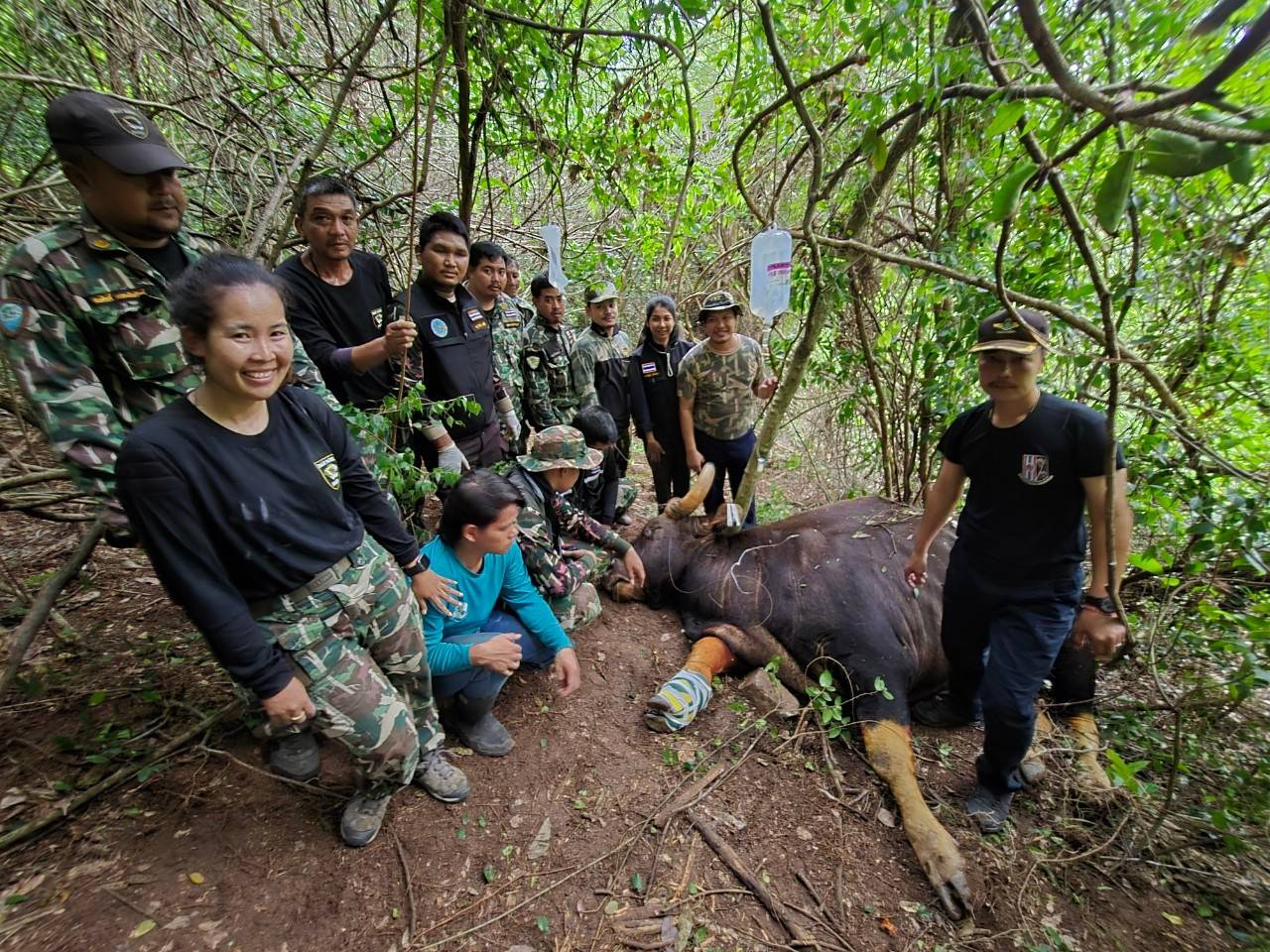 ประจวบคีรีขันธ์-พบกระทิงบาดเจ็บขาติดบ่วงดักสัตว์จนแผลเน่า