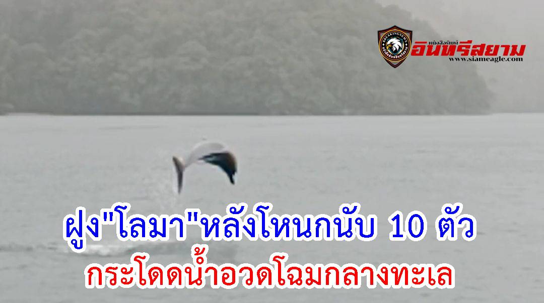 สตูล-ฝูงโลมาหลังโหนกนับ 10 ตัว ดำผุดดำว่ายกระโดดน้ำอวดโฉมให้เจ้าหน้าที่ขณะลาดตระเวน