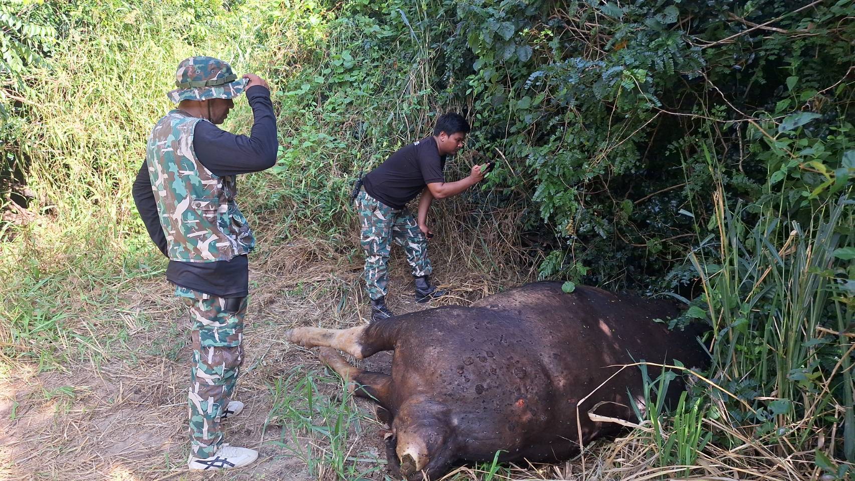 ประจวบคีรีขันธ์-อุทยานกุยบุรีพบกระทิงป่าเพศเมียตายอืดปริศนา