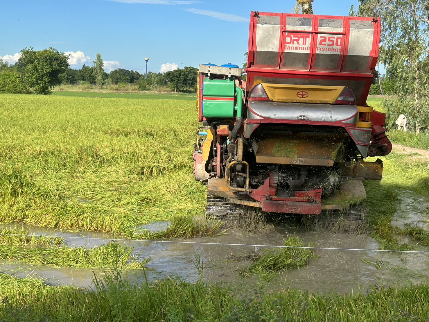 สุพรรณบุรี-ชาวนาเร่งจ้างรถเกี่ยวข้าวก่อนกำหนด