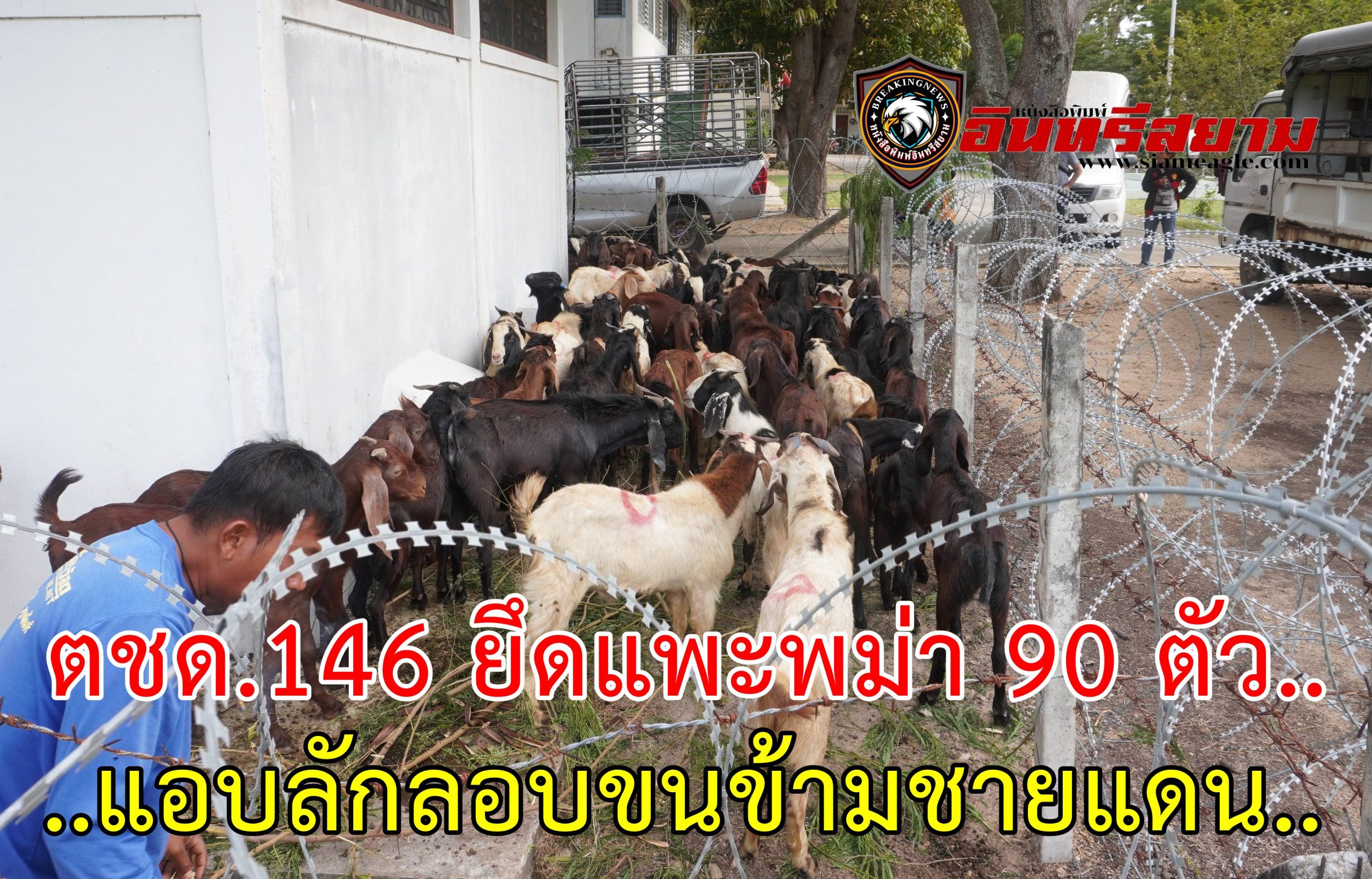 ประจวบคีรีขันธ์-ตชด.146 ยึดแพะพม่า 90 ตัว แอบลักลอบขนข้ามชายแดน