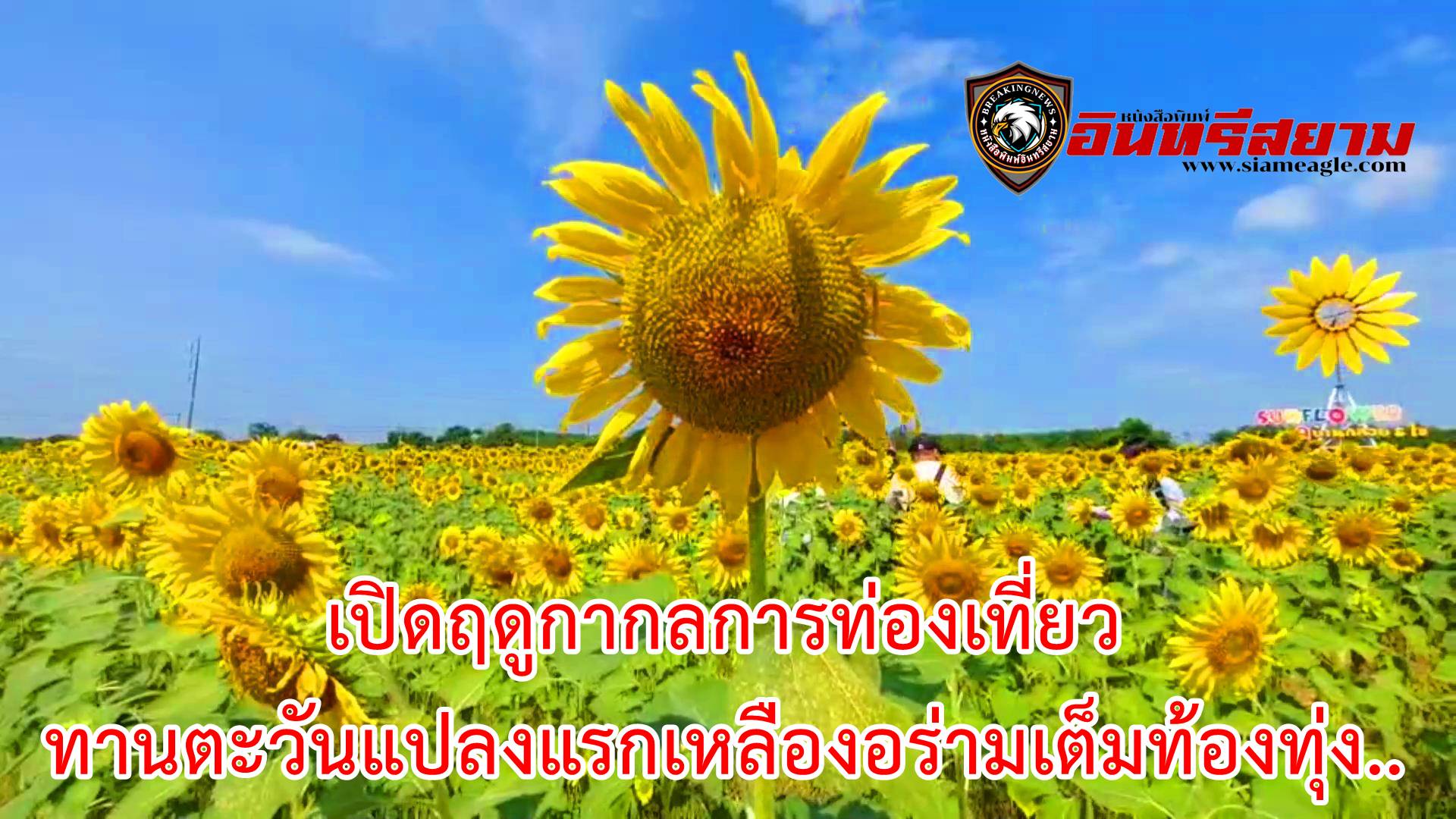 ลพบุรี-เปิดฤดูกากลการท่องเที่ยวทานตะวันแปลงแรกเหลืองอร่ามเต็มท้องทุ่ง