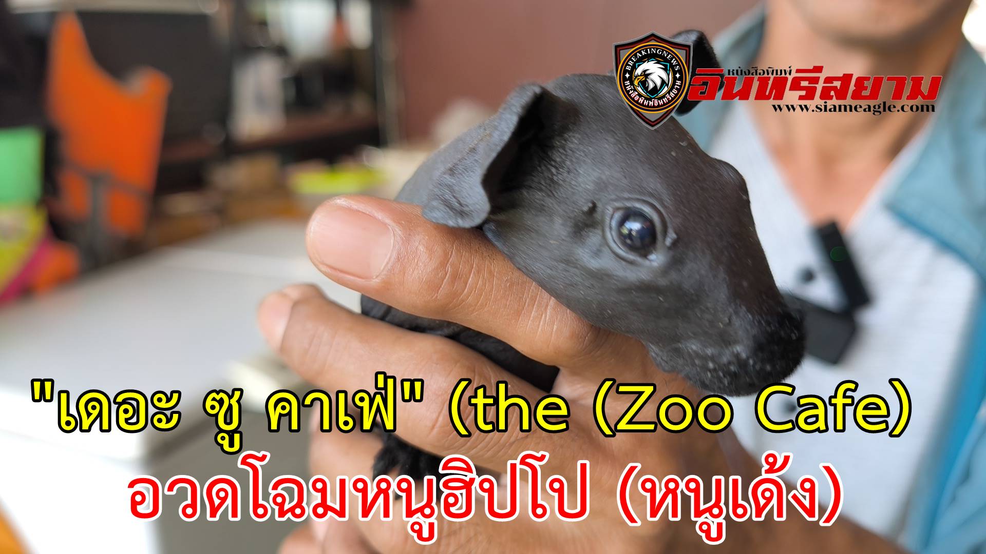 ประจวบคีรีขันธ์-มาแล้วคู่แข่งหมูเด้ง!”เดอะ ซู คาเฟ่ (the Zoo Cafe) อวดโฉมหนูฮิปโป (หนูเด้ง)