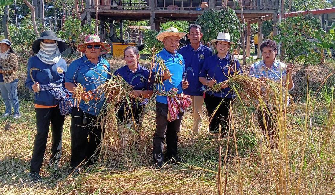 กาฬสินธุ์-นายอำเภอนำข้าราชการ ผู้นำชุมชน จิตอาสา ลงแขกเกี่ยวข้าว