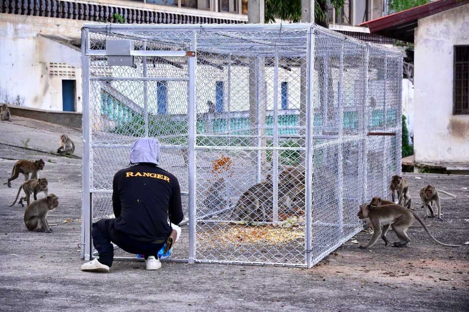 ประจวบคีรีขันธ์-กรมอุทยานฯ ย้ายต่อเนื่องลิงหัวหินอีก 89 ตัว แก้ปัญหาความเดือดร้อนประชาชน