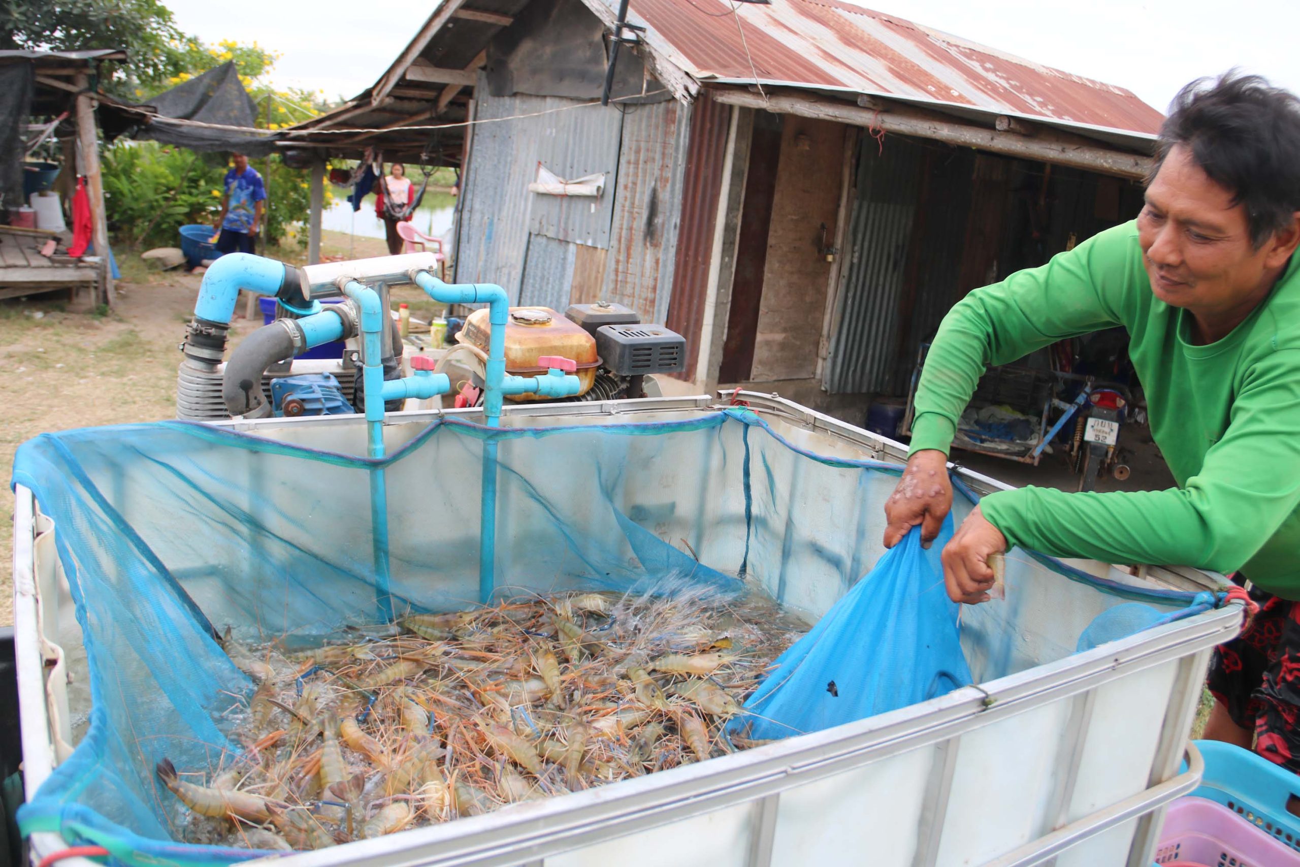 กาฬสินธุ์-เปิดแล้ว”ตลาดกุ้งก้ามกราม”สดพร้อมเสิร์ฟปีใหม่