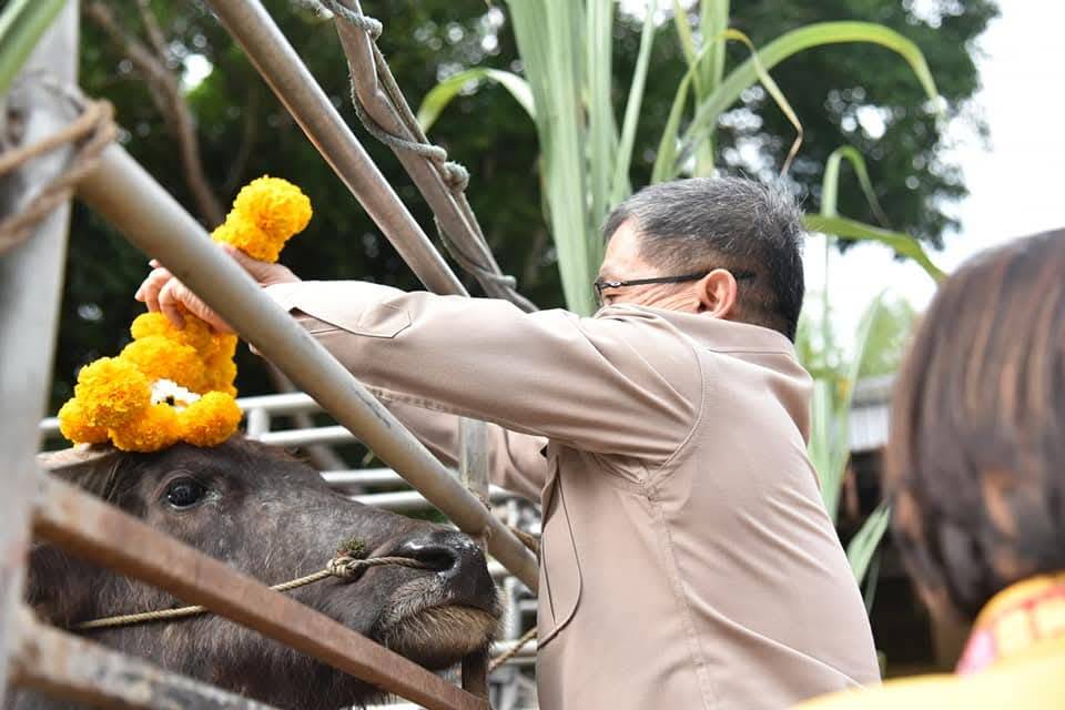 ลำปาง-มอบกระบือไถ่ชีวิตพระราชทาน เฉลิมพระเกียรติพระบาทสมเด็จพระเจ้าอยู่หัว