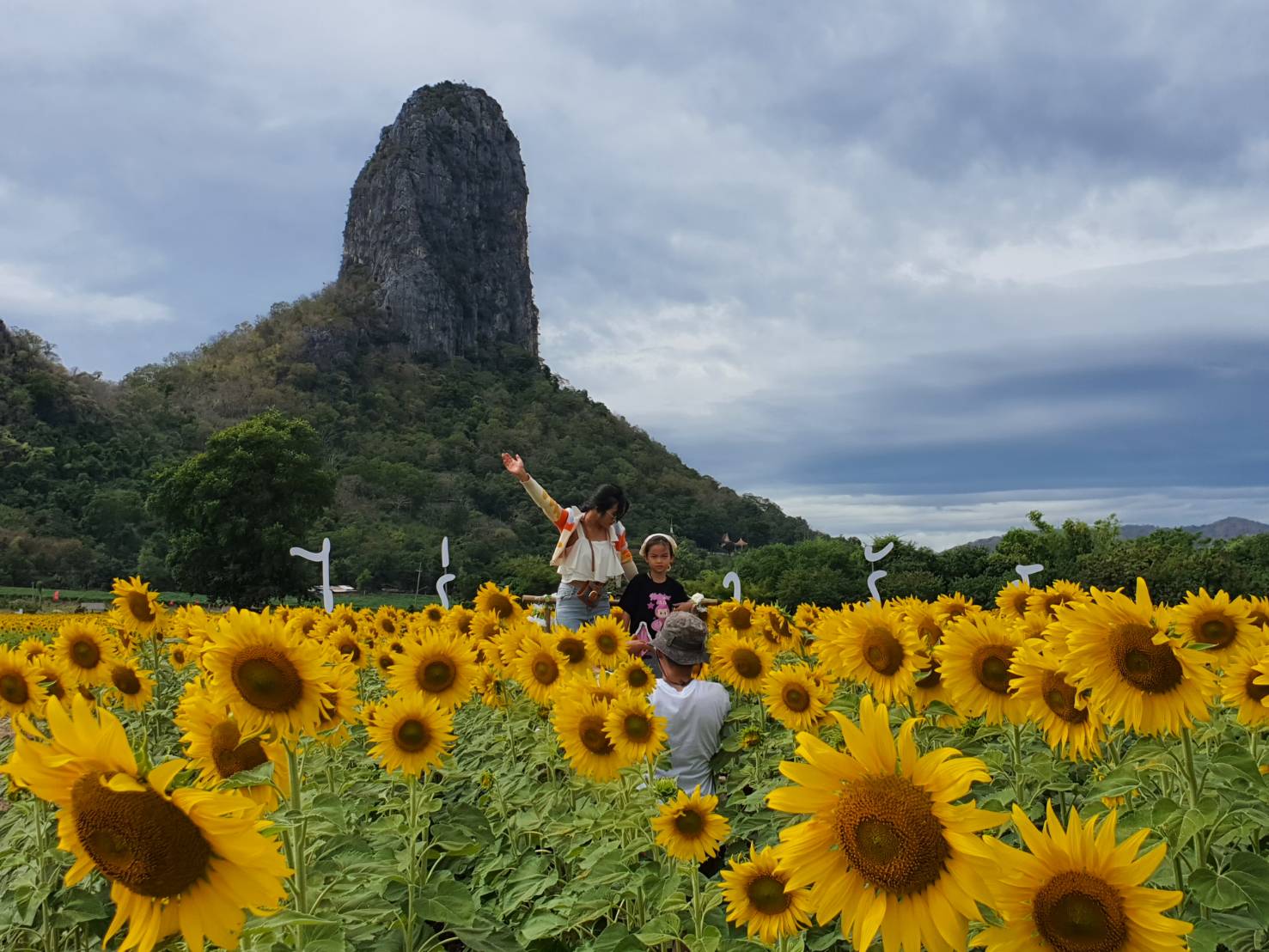 ลพบุรี-นักท่องเที่ยวแห่ชมทุ่งดอกไม้สวยผสมกลมกลืนธรรมชาติ