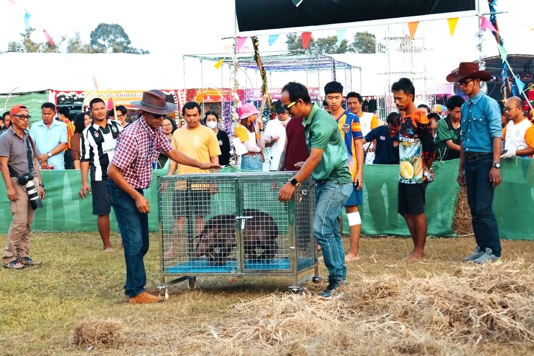 ชุมพร-สร้างสีสัน..จับน้องหมูเด้งสร้างความสนุกสนานงานเทิดพระเกียรติฯและกาชาดฯ