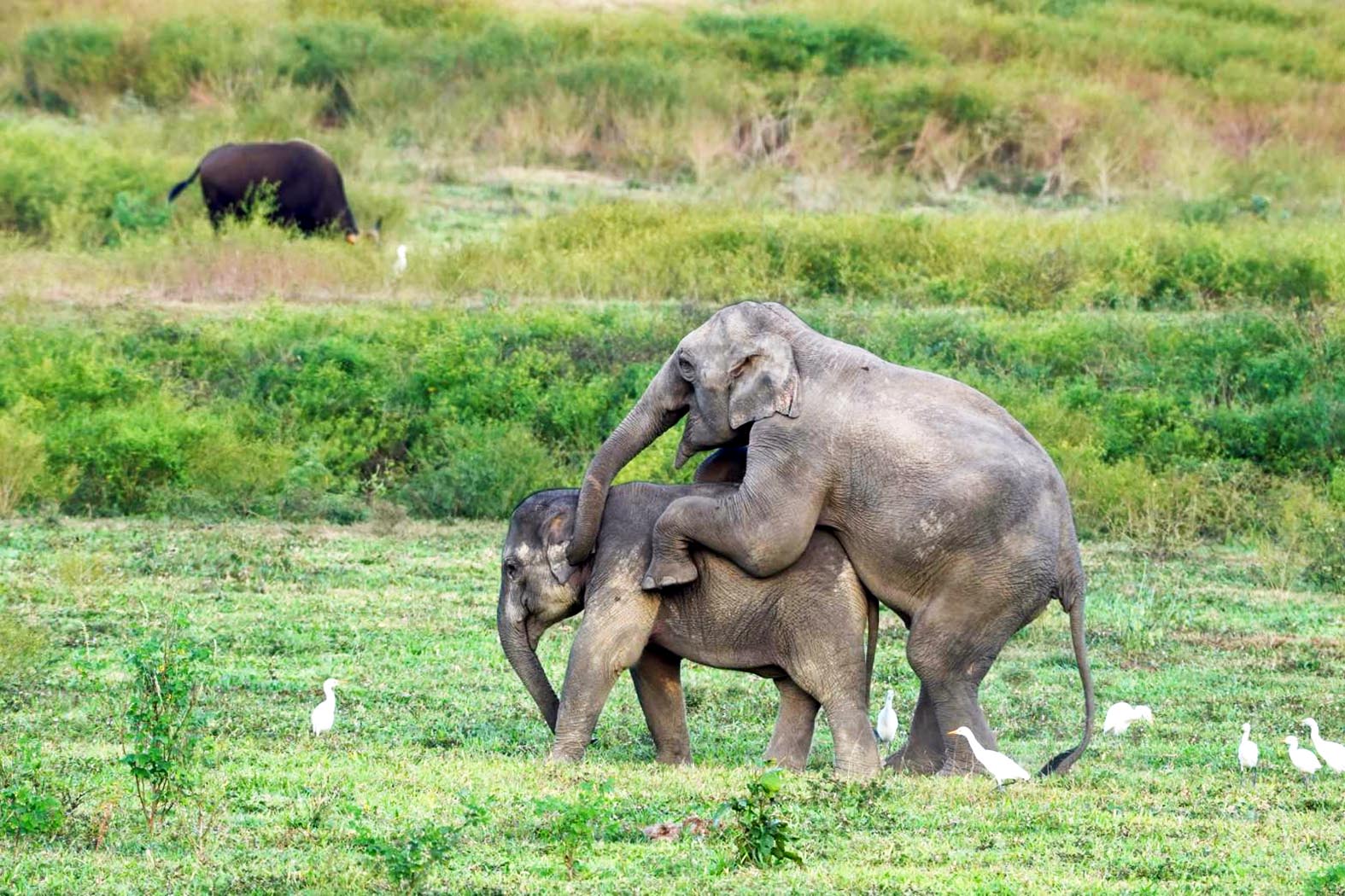 ประจวบคีรีขันธ์-ช้างป่ากุยบุรีพลอดรักกลางธรรมชาติในช่วงฤดูหนาว