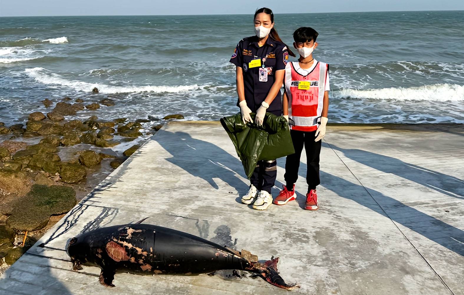 ประจวบคีรีขันธ์-พบซากโลมาหัวบาตรถูกเชือกอวนรัดหางตายเกยตื้นหาดหัวหิน