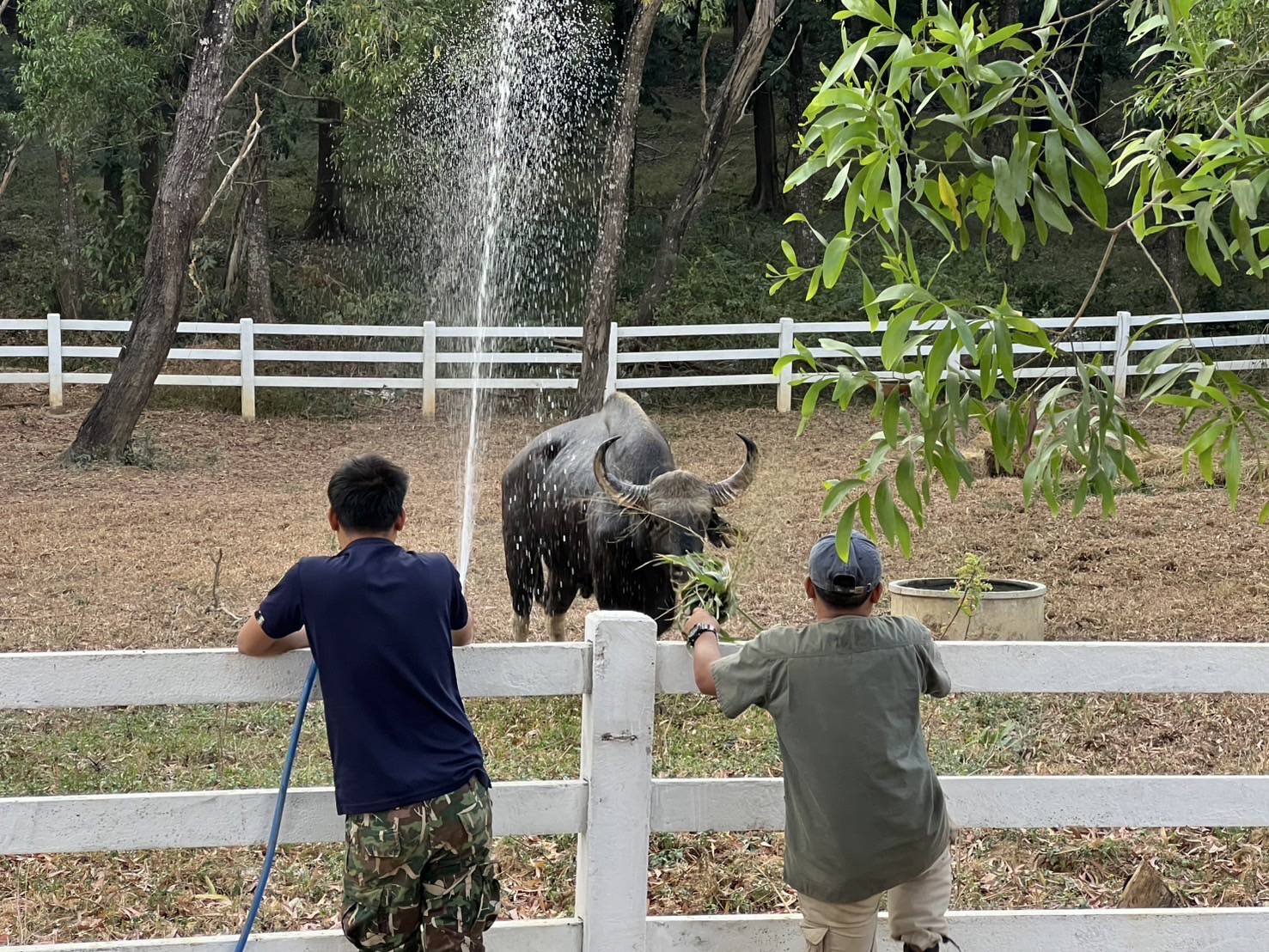 ปราจีนบุรี-อช.ทับลาน รายงานการขนย้ายกระทิงตาบอดไปอุทยานแห่งชาติเขาใหญ่เรียบร้อย