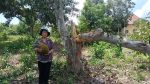 ปราจีนบุรี-ปราจีนบุรี-สองตายายผวาโขลงช้างป่าลงกินมะม่วงตลอดทั้งคืน
