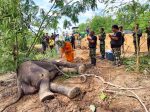 ประจวบคีรีขันธ์-เศร้า! พบช้างป่ากุยบุรีถูกยิงเป็นแผลติดเชื้อรุนแรง ซมซานตายอนาถในแอ่งน้ำ